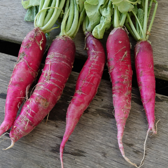 Radis d'Hiver Rosé de Pâques 2