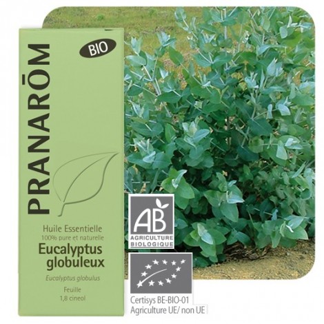 Huile essentielle d'Eucalyptus globulus - BIO ! Huile essentielle d'Eucalyptus globulus - BIO !