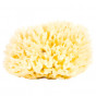 Eponge naturelle pour le corps