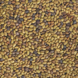 Graines à germer - Alfalfa Roquette BIO 