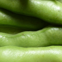 Graines de Fève Ratio - 50 g
